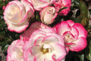 ART DECO (floribunda)